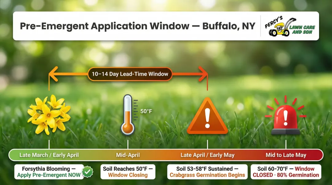 Pre-emergent crabgrass application timing window soil temperature and forsythia bloom guide