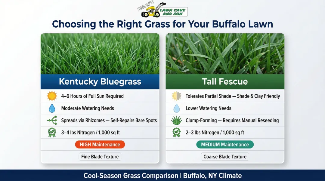 Kentucky Bluegrass versus Tall Fescue side-by-side performance comparison infographic
