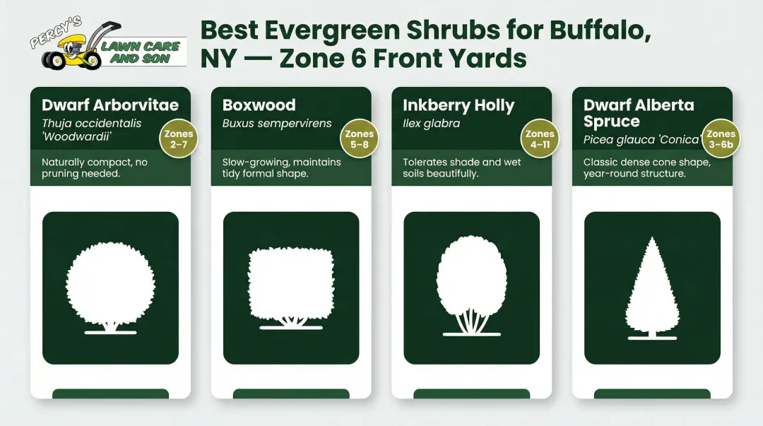 Top four evergreen shrubs for Buffalo front yards with hardiness zones