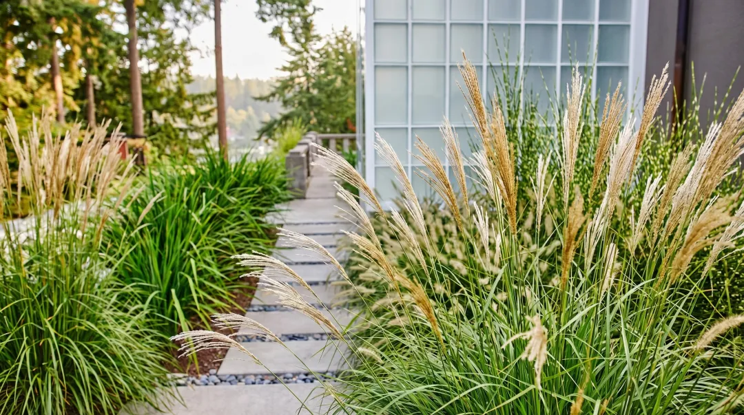 Ornamental grasses in residential front yard showing four seasons of interest