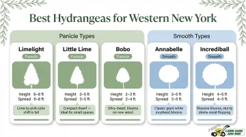 Five cold-hardy hydrangea varieties comparison chart for Buffalo Zone 6b gardens