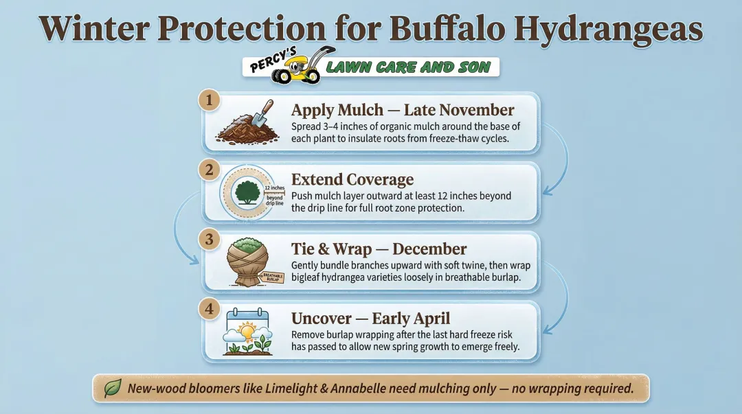Buffalo Zone 6b hydrangea winter protection steps mulching burlap wrapping guide
