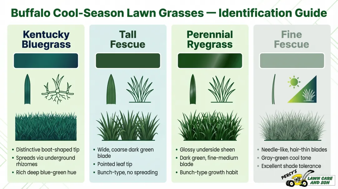 Four Buffalo area cool-season grass types visual identification comparison chart