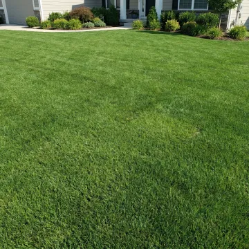 Freshly restored green turf on a residential lawn
