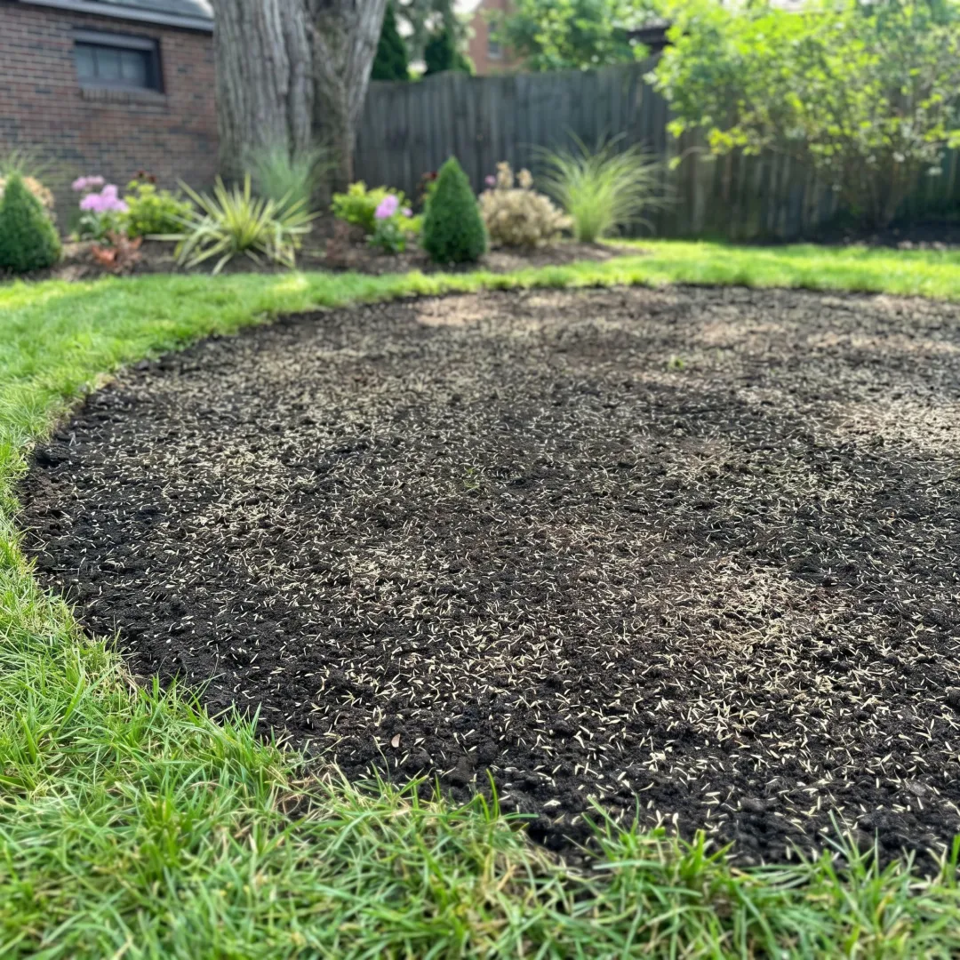 Freshly repaired lawn patch with new seed and topsoil