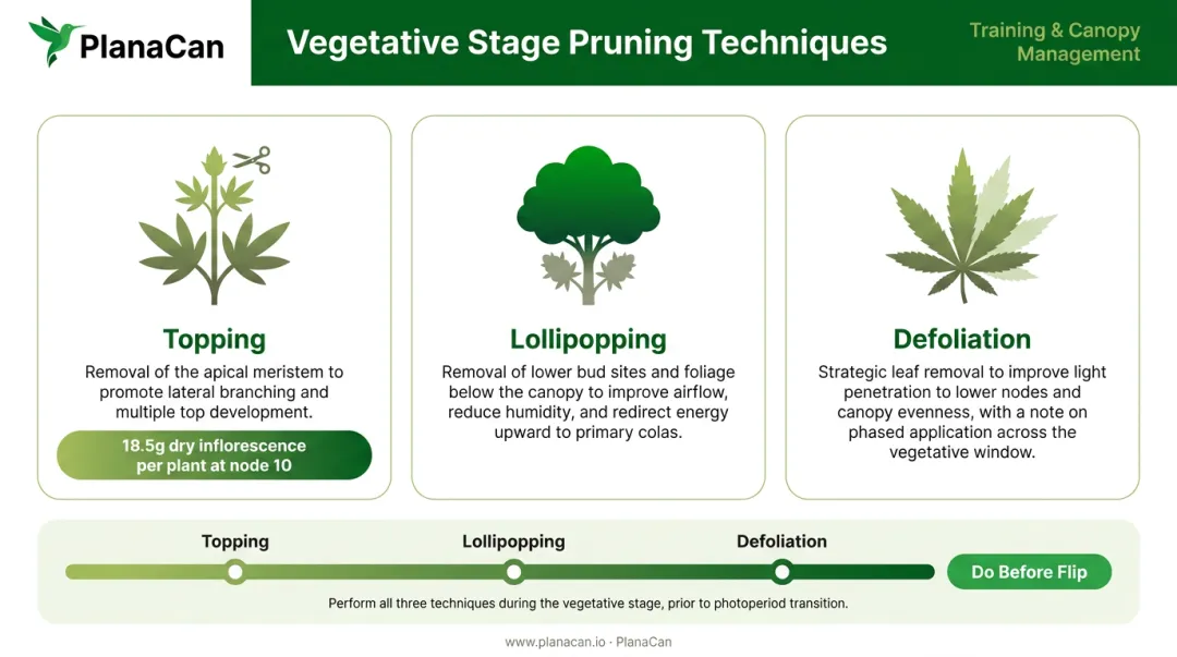 Three commercial cannabis pruning techniques during vegetative stage with yield impact
