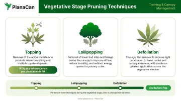 Three commercial cannabis pruning techniques during vegetative stage with yield impact