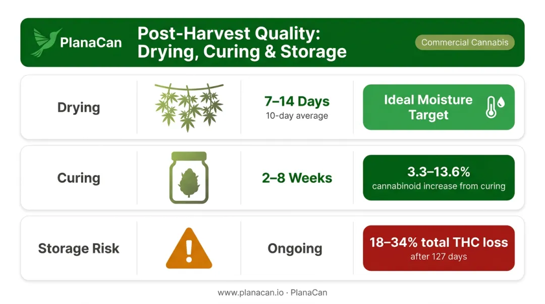 Cannabis post-harvest drying curing and storage timeline with cannabinoid loss data