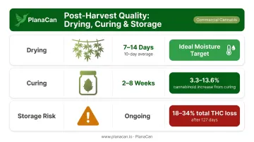 Cannabis post-harvest drying curing and storage timeline with cannabinoid loss data