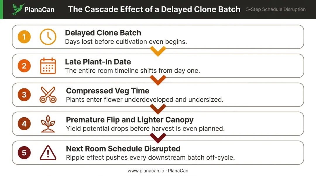 5-step cascade effect of delayed clone batch on commercial cannabis production schedule