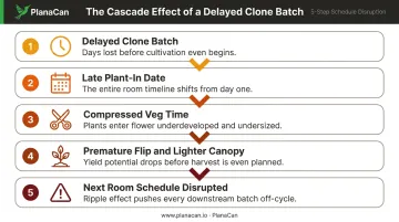 5-step cascade effect of delayed clone batch on commercial cannabis production schedule