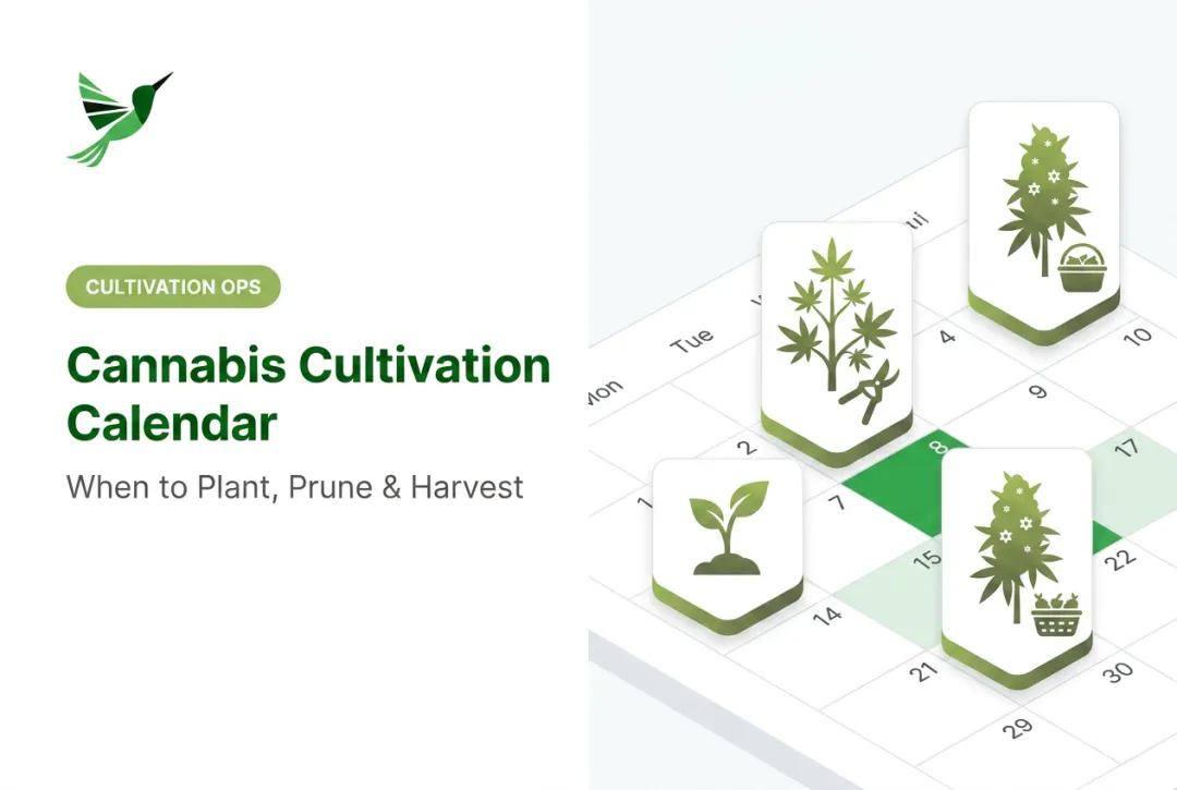 Cannabis Cultivation Calendar: When to Plant, Prune & Harvest