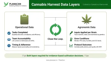 Two-layer cannabis harvest data framework operational versus agronomic data comparison