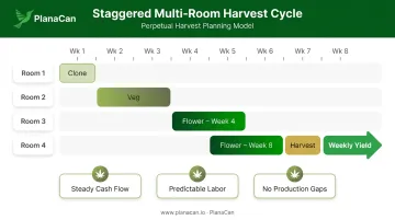 Staggered continuous cannabis harvest cycle scheduling model across multiple grow rooms