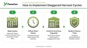 4-step cannabis harvest staggering process flow across multiple flower rooms