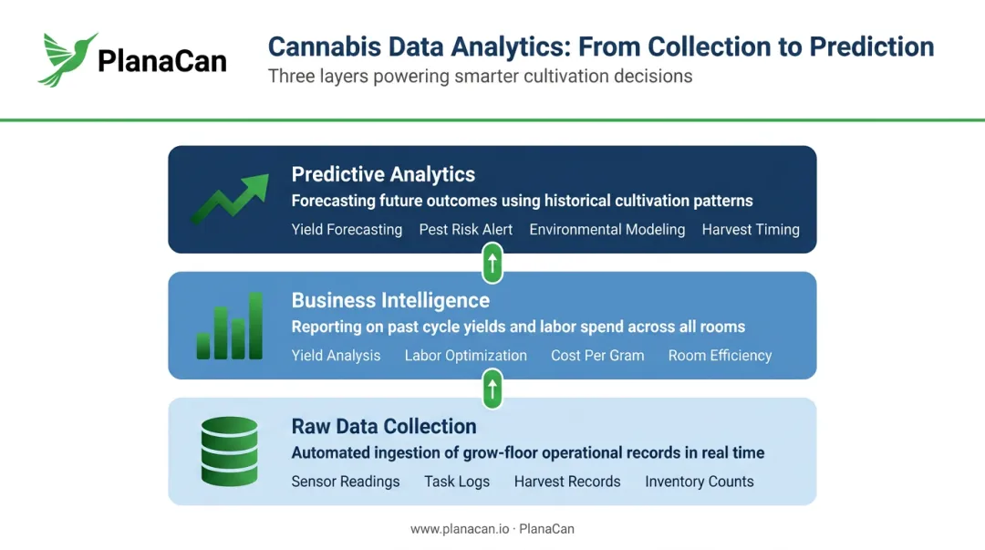 Three-layer cannabis data analytics framework from raw collection to predictive forecasting
