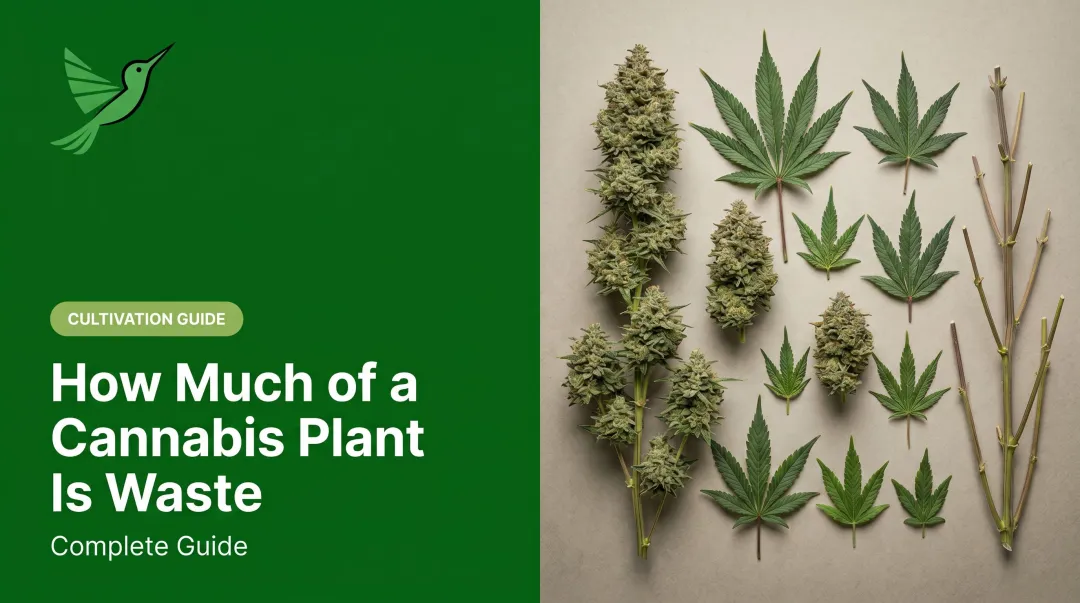How Much of a Cannabis Plant Is Waste: Complete Guide