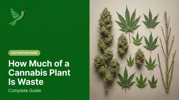 How Much of a Cannabis Plant Is Waste: Complete Guide