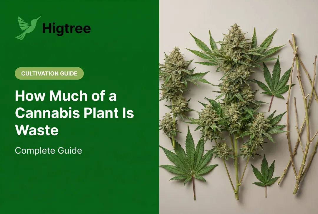 How Much of a Cannabis Plant Is Waste: Complete Guide