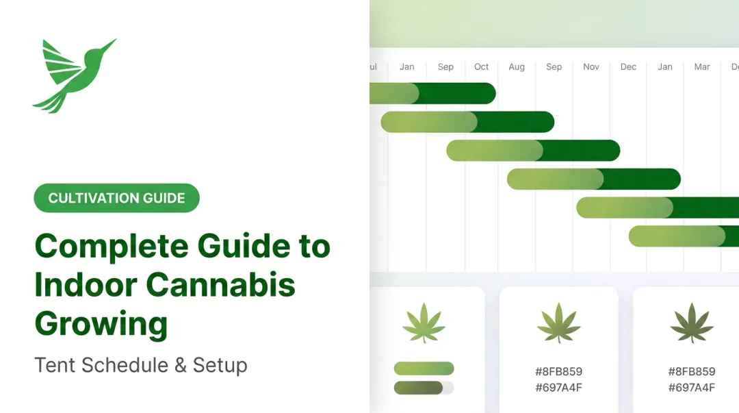 Complete Guide to Indoor Cannabis Growing: Tent Schedule & Setup