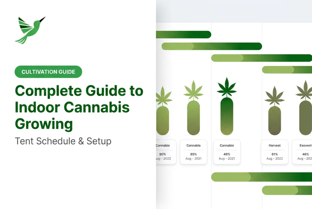 Complete Guide to Indoor Cannabis Growing: Tent Schedule & Setup