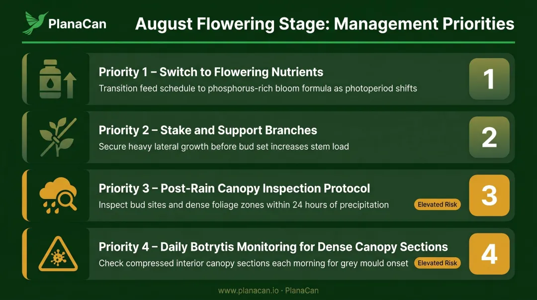 August outdoor cannabis flowering stage management priorities four-step protocol
