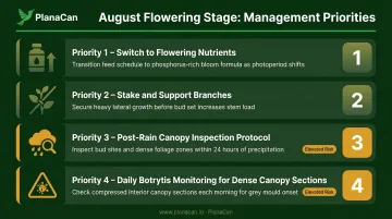 August outdoor cannabis flowering stage management priorities four-step protocol