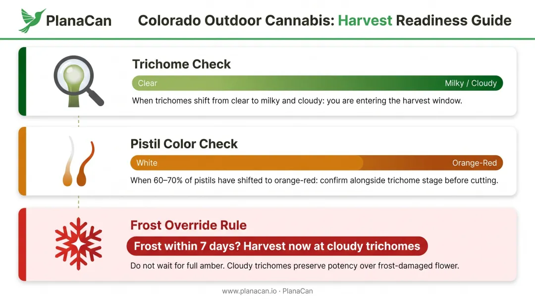 Colorado outdoor cannabis harvest readiness decision flow trichome and frost indicators