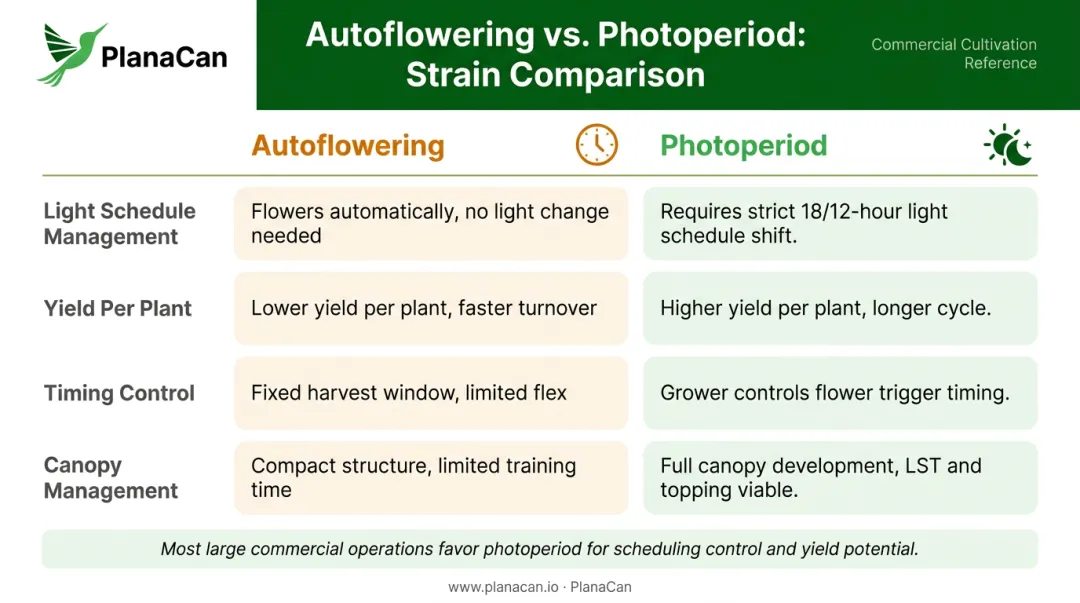 Autoflowering versus photoperiod cannabis strain light management comparison chart