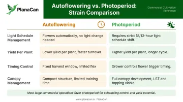 Autoflowering versus photoperiod cannabis strain light management comparison chart