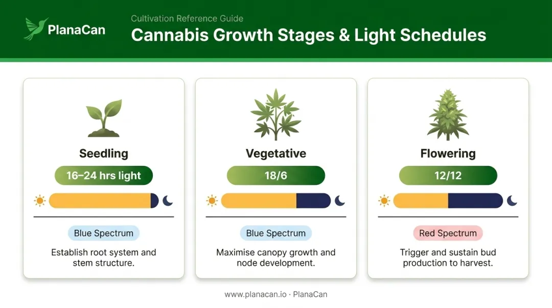 Cannabis growth stage light schedules seedling veg and flowering comparison