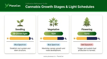 Cannabis growth stage light schedules seedling veg and flowering comparison