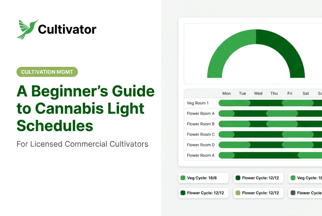 A Beginner's Guide to Cannabis Light Schedules
