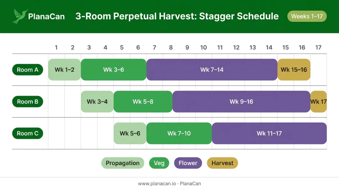 3-room perpetual cannabis harvest staggered schedule timeline infographic