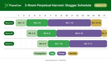 3-room perpetual cannabis harvest staggered schedule timeline infographic