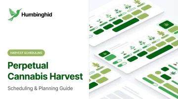 Perpetual Cannabis Harvest: Scheduling &amp; Planning Guide
