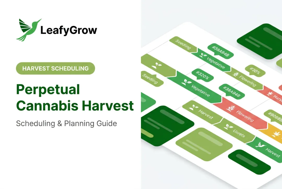 Perpetual Cannabis Harvest: Scheduling & Planning Guide
