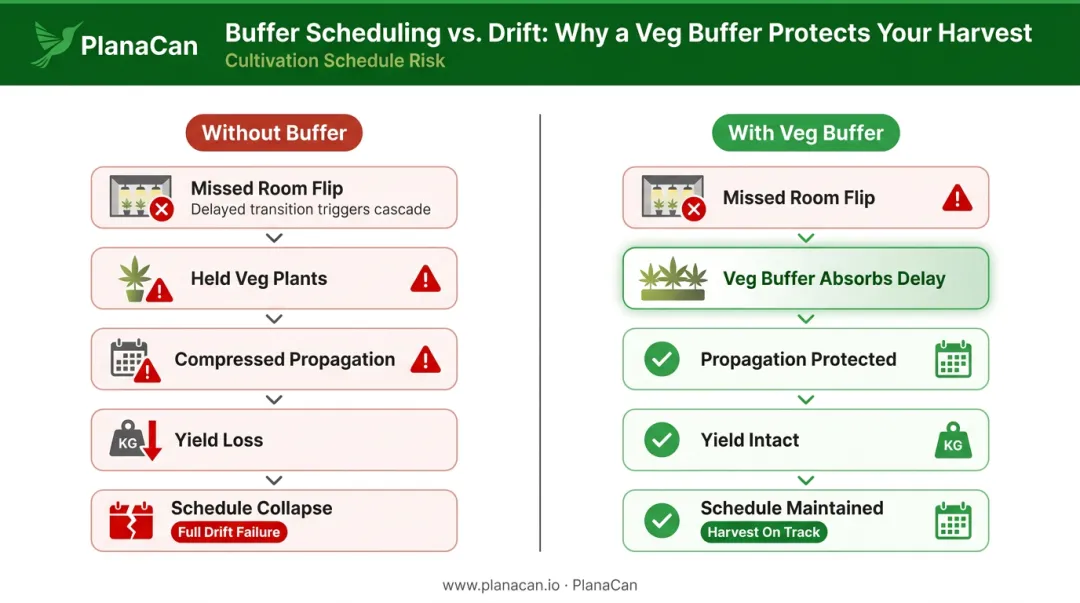 Cannabis perpetual harvest schedule drift cascade effect and veg buffer solution