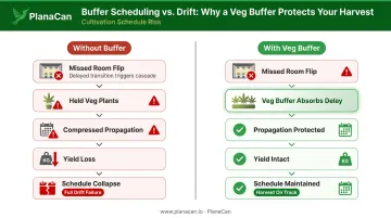 Cannabis perpetual harvest schedule drift cascade effect and veg buffer solution