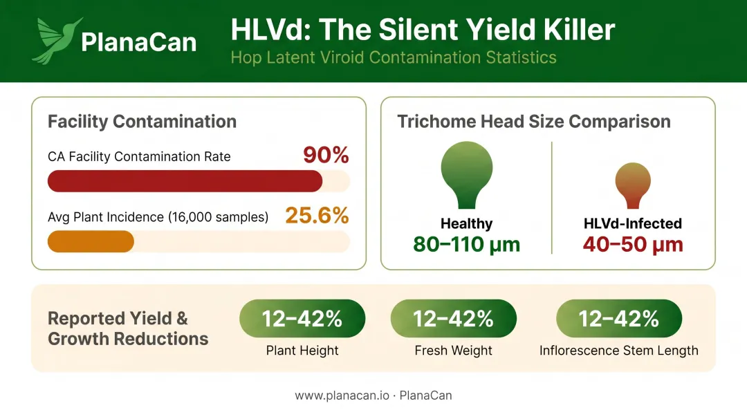 HLVd infection rates trichome size comparison and yield loss data infographic
