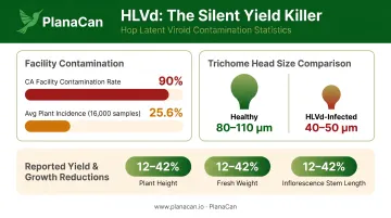 HLVd infection rates trichome size comparison and yield loss data infographic