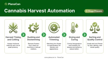 5-stage cannabis harvest automation process flow from cutting to quality control