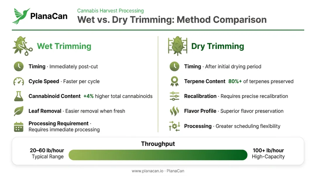 Wet trimming versus dry trimming cannabis comparison chart terpenes cannabinoids throughput