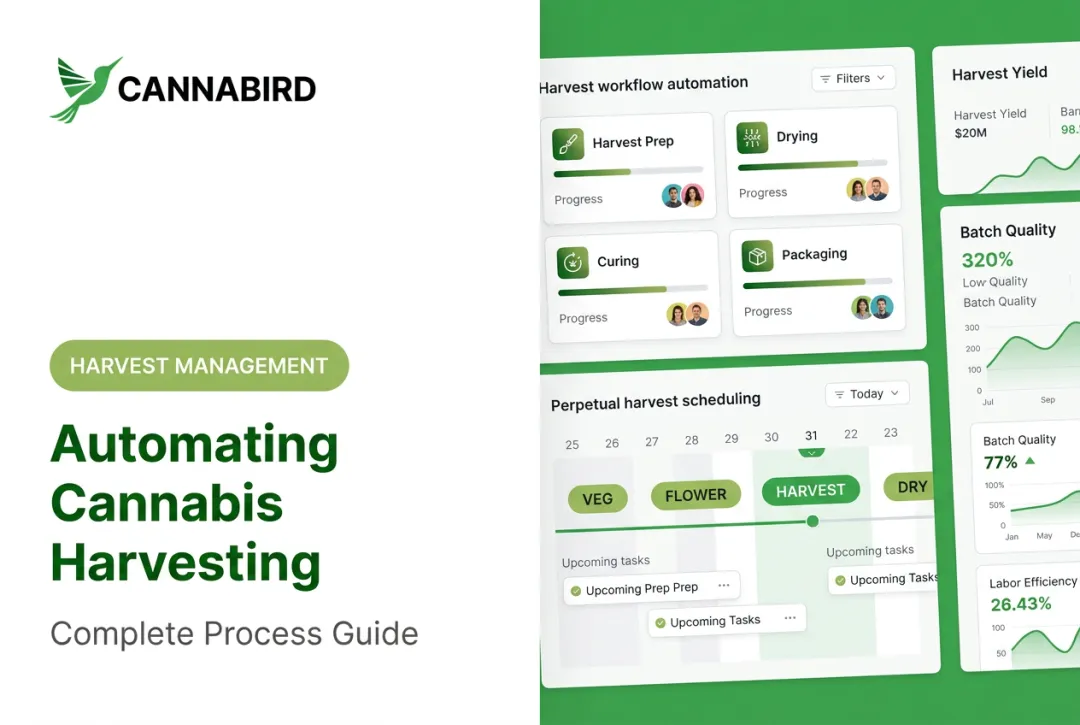 Automating Cannabis Harvesting: Complete Process Guide