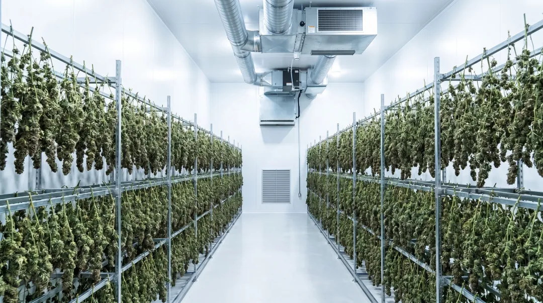 Commercial cannabis drying room with hanging plants controlled humidity and airflow systems