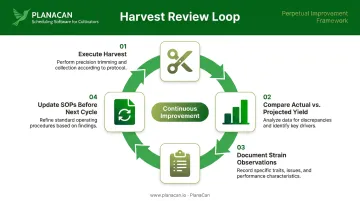 Commercial cannabis harvest review cycle four-stage continuous improvement process loop