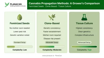 Three cannabis propagation methods comparison feminized seeds clones and tissue culture trade-offs