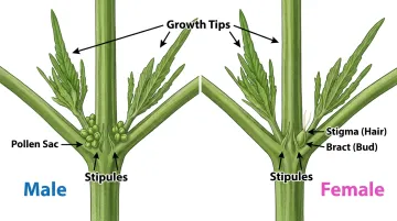 Cannabis pre-flower sex identification showing female pistils versus male pollen sacs