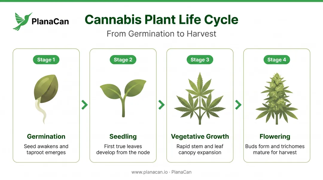 Four-stage cannabis plant life cycle process flow from germination to harvest