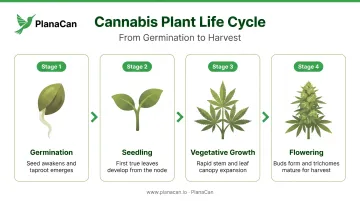 Four-stage cannabis plant life cycle process flow from germination to harvest
